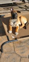 Belgian Shepherd Dog (Malinois) Puppies for sale in Santee, CA, USA. price: $700