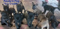 Belgian Shepherd Dog (Malinois) Puppies for sale in East Lake Weir, FL, USA. price: $700