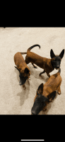 Belgian Shepherd Dog (Malinois) Puppies for sale in Los Angeles, CA, USA. price: $1,500
