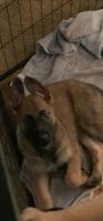 Belgian Shepherd Dog (Malinois) Puppies for sale in Yuba City, California. price: $500