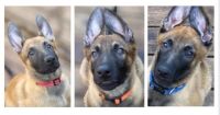 Belgian Shepherd Dog (Malinois) Puppies for sale in Denver, North Carolina. price: $1,000