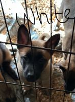 Belgian Shepherd Dog (Malinois) Puppies for sale in Olympia, Washington. price: $700