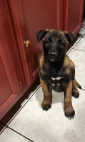 Belgian Shepherd Dog (Malinois) Puppies for sale in North Hollywood, California. price: $600