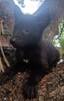 Belgian Shepherd Dog (Malinois) Puppies for sale in Eastlake Weir, Florida. price: $600