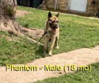 Belgian Shepherd Dog (Malinois) Puppies for sale in La Grange, Texas. price: $400