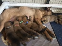 Belgian Shepherd Dog (Malinois) Puppies for sale in Aledo, Texas. price: $650