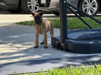 Belgian Shepherd Dog (Malinois) Puppies for sale in Chino, CA, USA. price: $700