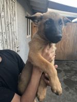 Belgian Shepherd Dog (Malinois) Puppies for sale in Baldwin Park, CA, USA. price: $750