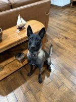 Belgian Shepherd Dog (Malinois) Puppies for sale in Fordland, MO 65652, USA. price: $100
