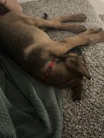 Belgian Shepherd Dog (Malinois) Puppies for sale in Travis AFB, Fairfield, CA, USA. price: $1,200