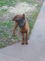Belgian Shepherd Dog (Malinois) Puppies for sale in Merced, CA, USA. price: $700