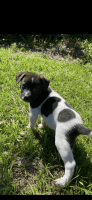 Belgian Shepherd Dog (Tervuren) Puppies for sale in Port Orange, Florida. price: $300