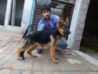 Belgian Shepherd Dog (Tervuren) Puppies for sale in Panipat, Haryana 132103, India. price: 35,000 INR