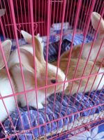 Belgian Silver rabbit Rabbits for sale in Gora Bazar, Rajbari, North Dumdum, Kolkata, West Bengal 700028, India. price: 180 INR