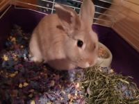 Belgian Silver rabbit Rabbits for sale in Redford Charter Twp, MI, USA. price: $40