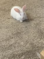 Belgian Silver rabbit Rabbits for sale in Baltimore, MD, USA. price: $100
