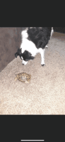 Bell's Hingeback Tortoise Reptiles for sale in Rockford, MN, USA. price: $250