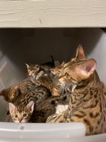 Bengal kittens