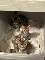 Bengal kittens