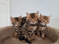 Bengal kittens