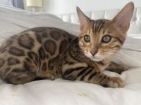 Bengal Cats for sale in ON-401, Lakeshore, ON, Canada. price: $1,000