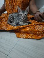 Bengal Cats for sale in Meena Wala -Sirsi Rd, Shekhawat Colony, Meena Wala, Kanakpura, Jaipur, Rajasthan 302012, India. price: 1,000 INR