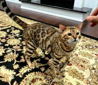 Bengal Cats for sale in Panama City Beach, FL, USA. price: $800