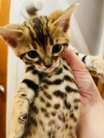 Bengal kittens