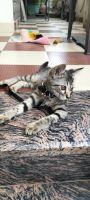 Bengal Cats for sale in Jaipur, Rajasthan, India. price: NA