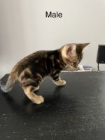 Bengal Cats for sale in Chicago, IL, USA. price: $1,200
