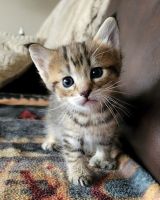 Bengal Cats for sale in New York, NY, USA. price: $380