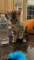 TICA BENGAL KITTENS AVAILABLE