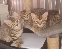 Bengal Cats for sale in ON-407, Vaughan, ON, Canada. price: $500