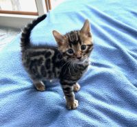 Bengal Cats for sale in Hudson Valley, NY, USA. price: $1,400