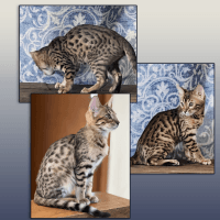 Bengal Cats for sale in Chicago, IL, USA. price: $450