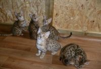 Bengal Cats for sale in Dallas, TX, USA. price: $900