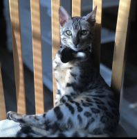 Bengal Cats for sale in Savannah, GA, USA. price: $1,500