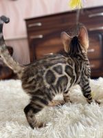 Bengal Cats for sale in Miami, FL, USA. price: $2,400