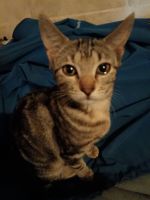 Bengal Cats for sale in Bonney Lake, WA 98391, USA. price: $600