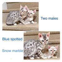 Bengal Cats for sale in Ashburn, VA, USA. price: $800