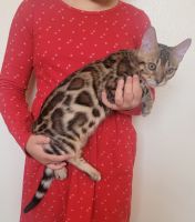 Bengal Cats for sale in Coon Rapids, MN, USA. price: NA