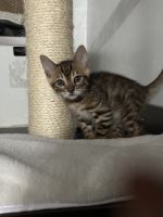 Bengal Cats for sale in Bloomington, MN, USA. price: $500