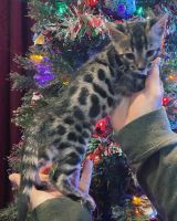 Bengal Cats for sale in Suffolk County, NY, USA. price: NA