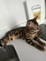 Lovely bengal