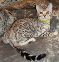 Bengal Cats for sale in Bay City, MI, USA. price: NA