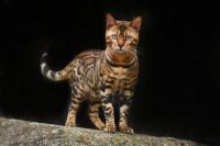 Bengal Cats for sale in Penobscot, Maine. price: $2,500