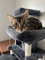 Bengal Cats for sale in Houston, Texas. price: $850