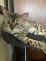 Bengal Cats for sale in Port St. Lucie, Florida. price: $450