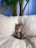 Bengal Cats for sale in Phoenix, Arizona. price: $1,400