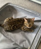 Bengal Cats for sale in Temecula, California. price: $1,500